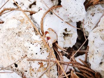 Close up of leaves