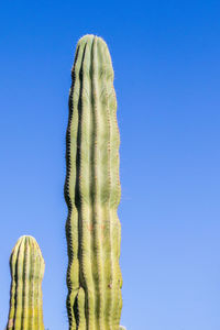Close-up of cactus against clear blue sky