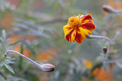 Close-up of orange flower