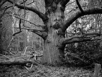 Close-up of tree trunk