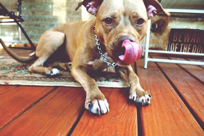 Dog on wooden floor