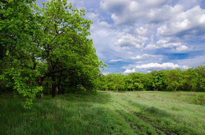 Trees on field against sky