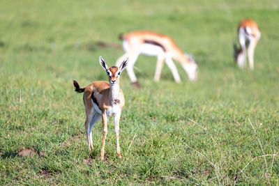 Deer in a field