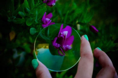 Flower seen through magnifying glass held by hand