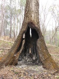 View of tree trunk in forest