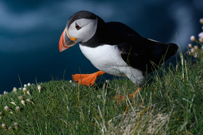 Close-up of bird perching on a land