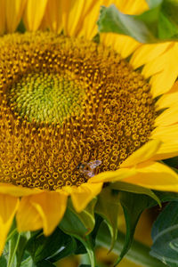 Close-up of yellow sunflower