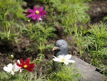 Close-up of bird on flower