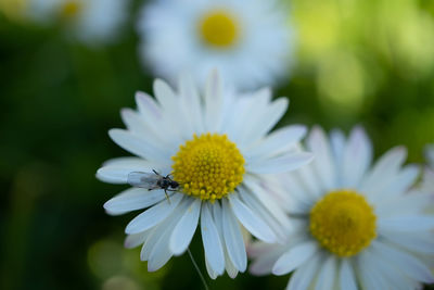 Close-up of insect on white flower