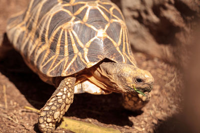 Close-up of tortoise