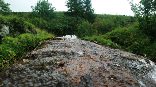 Surface level of dirt road amidst trees in forest