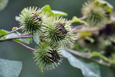 Close-up of plant