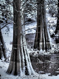 Frozen trees in forest during winter