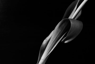 Close-up of white flower against black background