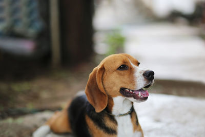 Close-up portrait of a dog looking away