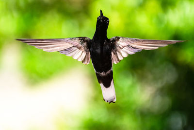 Close-up of bird flying