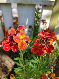 Close-up of red flowering plants