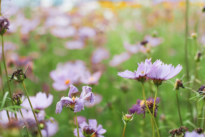 Close-up of purple flowering plant on field