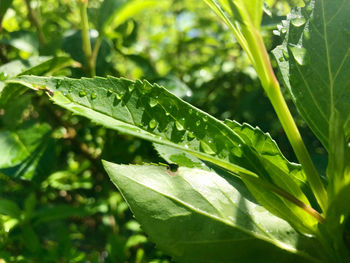 Close-up of insect on leaves