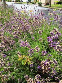 Purple flowers blooming in field