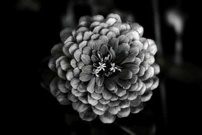 Close-up of flower blooming outdoors
