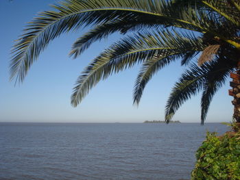 Palm tree on beach against clear sky