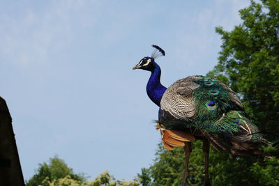 Low angle view of a peacock