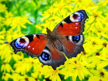 Close-up of butterfly pollinating on flower