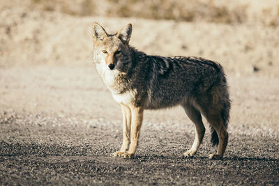 Portrait of wolf standing on field