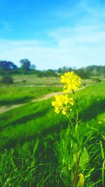 Flowers growing in field