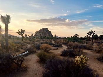  joshua tree sunset 