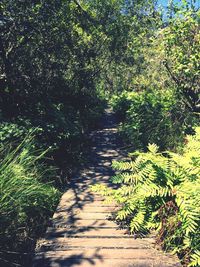 Narrow pathway along trees