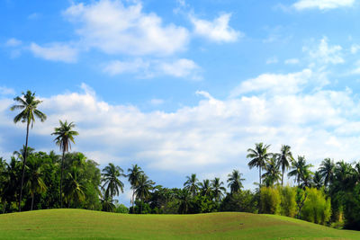 Palm trees on hill against cloudy sky