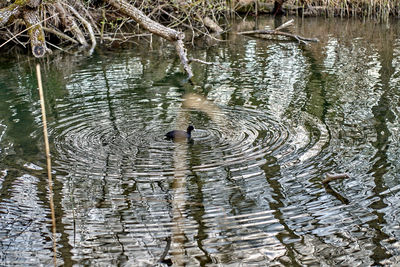 High angle view of ducks swimming in lake