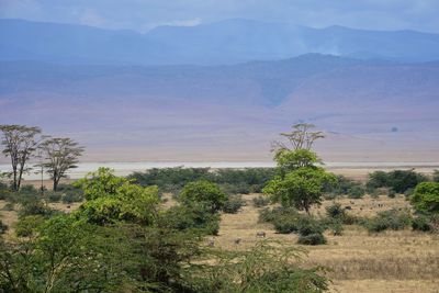 Wildlife and landscapes of the ngorongoro crater in tanzania