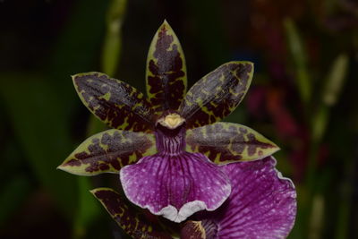 Close-up of flower blooming outdoors