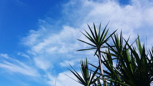 Low angle view of plants against blue sky