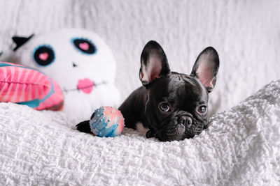 Close-up of a dog with toy