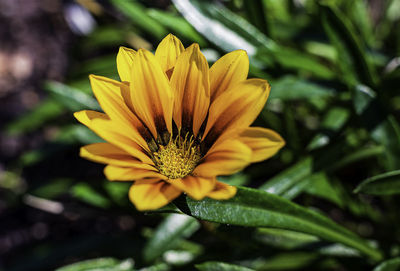 Close-up of yellow flower