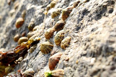 Close-up of lichen on rock