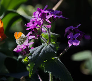 Close-up of purple flowering plant