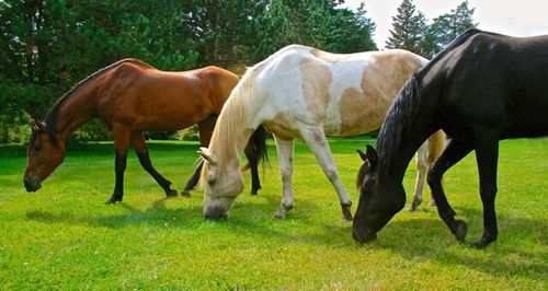 Horse grazing on grassy field