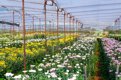 Plants growing in greenhouse