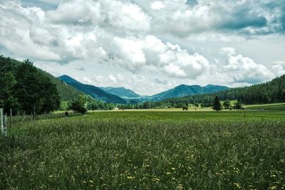 Scenic view of field against sky