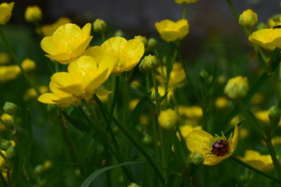 Close-up of yellow flowering plant