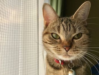 Close-up portrait of cat at home