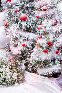 Close-up of snow on plant