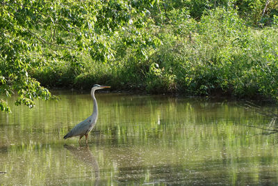 High angle view of gray heron in lake