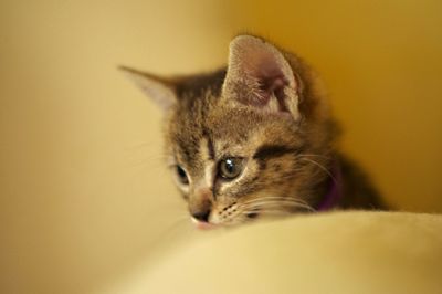 Close-up of cat sitting