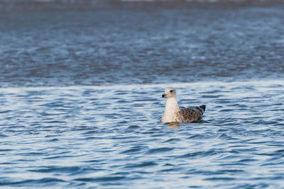 Duck swimming in lake